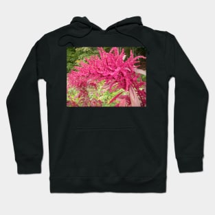 Fuschia Hoodie